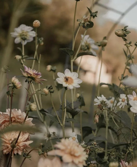 Spring, Slow & Outside: Small Rituals to Lift Your Mood